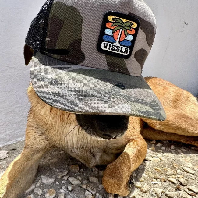 Grèce voyage avec son chien