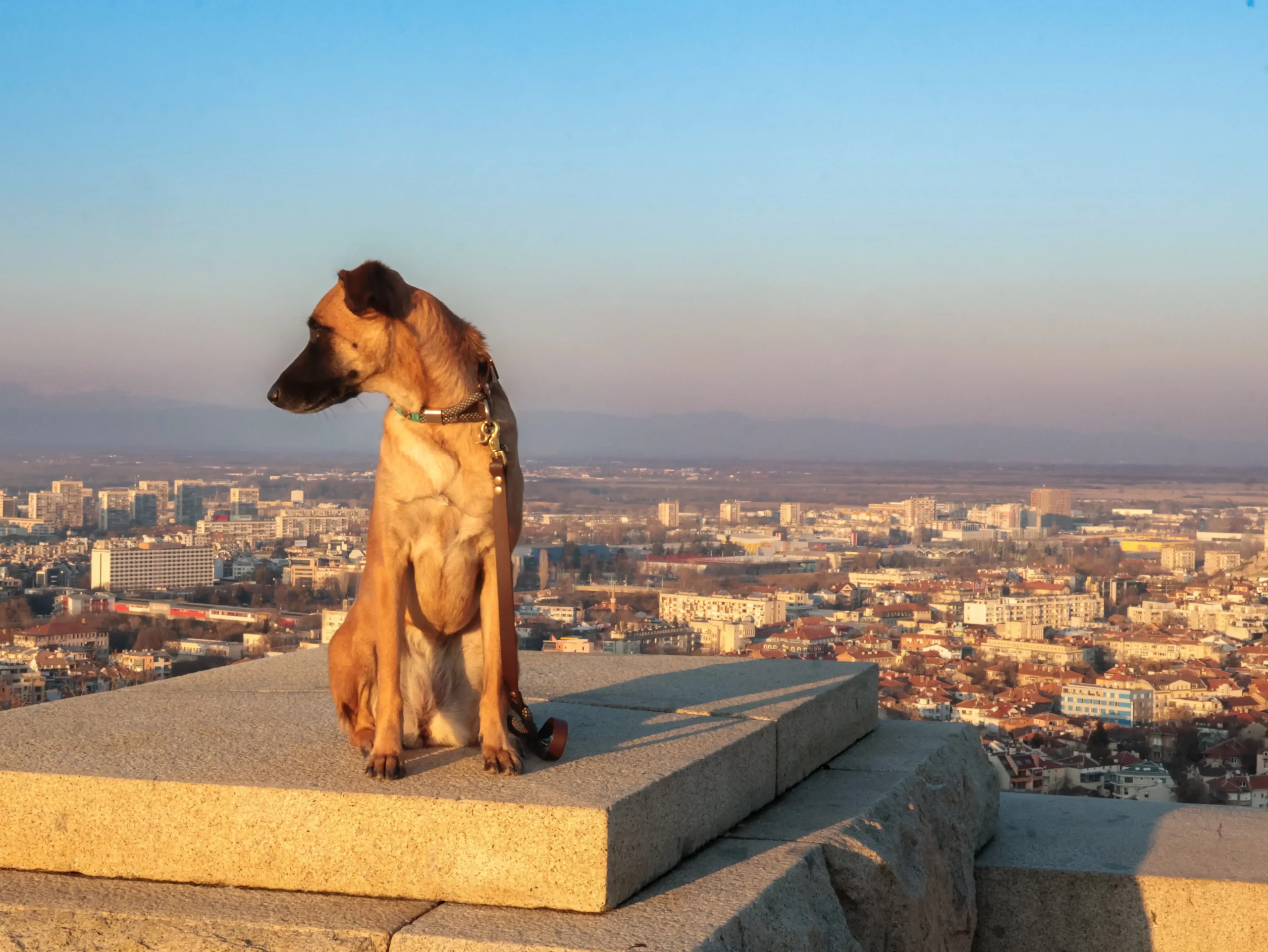 Voyage avec son chien bulgarie plovdiv prendre l'avion