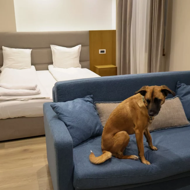 Voyager avec son chien bulgarie restaurant logement